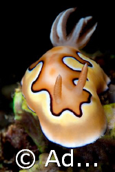 Chromodoris coi by Adam Skrzypczyk 